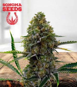 Critical Fast Bud Autoflower Marijuana Seeds seed price history
