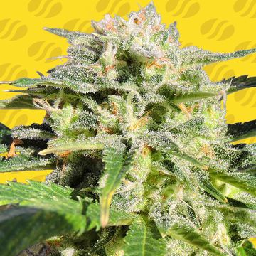Lemonberry Haze Auto Weed Strain seed price history