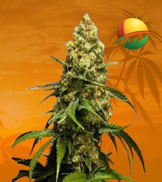 Super Skunk Feminized Seeds by Sensi Seeds