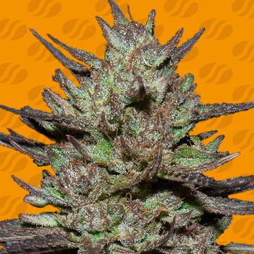 Pink Rozay Weed Strain seed price history