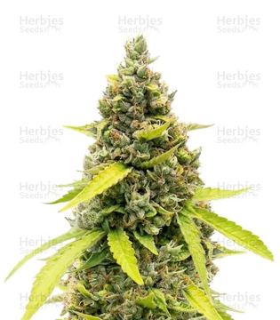 Strawberry Banana Auto Seeds seed price history