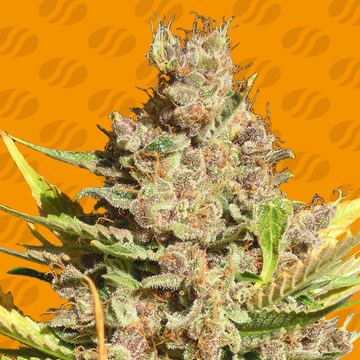 Alien Gorilla Weed Strain seed price history