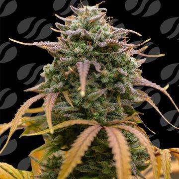 Pineapple Pulse Auto Weed Strain seed price history