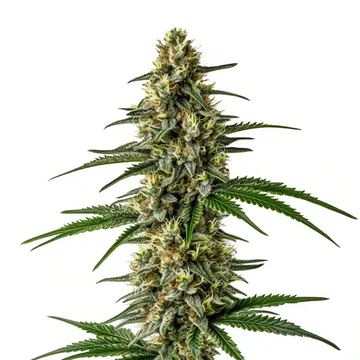 Mexican Haze seed price history