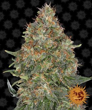 Pineapple Express Auto Seeds by Barney's Farm | Oaseeds USA by Barney's Farm