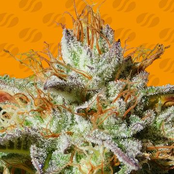 Wedding Cookies Weed Strain seed price history