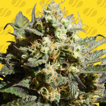Cherry Alien Auto Weed Strain seed price history