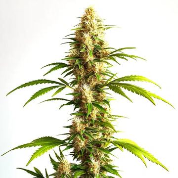 Critical 2.0 Auto seed price history