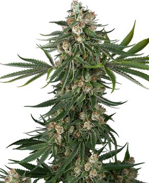 Fallout OG Feminized Seeds seed price history