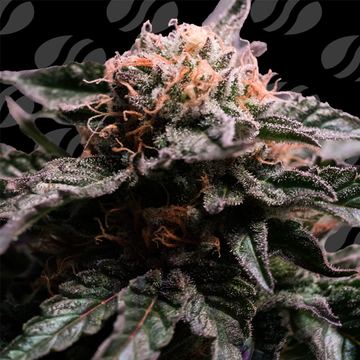 Banana Fumes Weed Strain seed price history