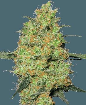 Master Kush Feminized Seeds by White Label seed price history