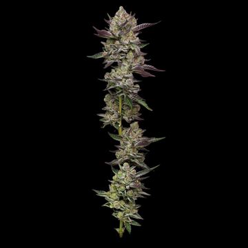 Poddy Mouth Feminized by Humboldt Seed Company