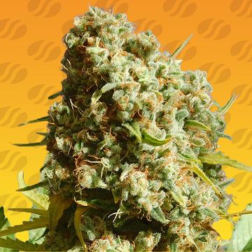 Bruce Banner 3 Fast Weed Strain seed price history