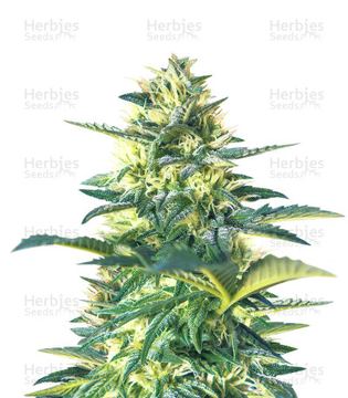 Bubba Kush Autoflower (Herbies Seeds) seed price history