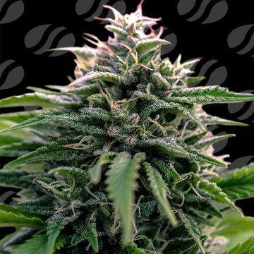 Creamzilla Auto Weed Strain seed price history