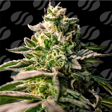 Zingatsu Weed Strain seed price history