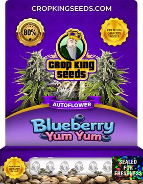Blueberry Yum Yum Autoflowering Marijuana Seeds seed price history