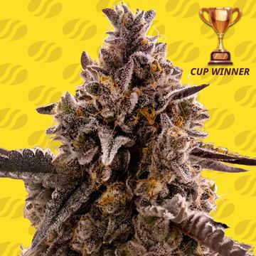 Black Orchid Auto Weed Strain seed price history