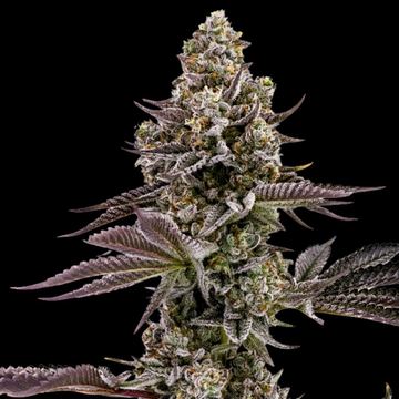 Blueberry Cupcake Feminized by Humboldt Seed Company