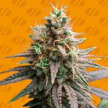 Tiramisu Weed Strain seed price history