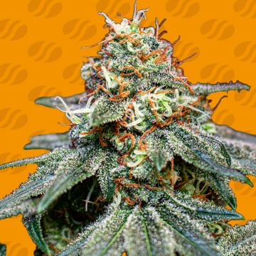 Banana Cream OG Weed Strain seed price history