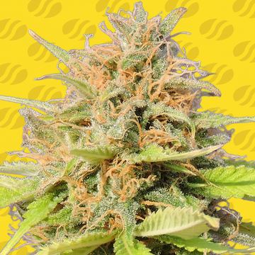 Girl Scout Cookies Auto Weed Strain seed price history