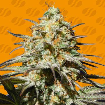 Black Orchid Weed Strain seed price history