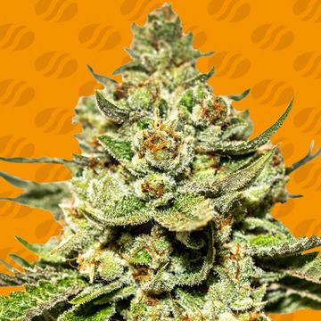 Jungle Lava Weed Strain seed price history