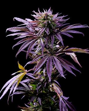 Tropicana Cookies Auto seed price history