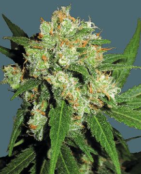 Sensi Skunk Feminized Seeds seed price history