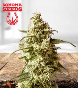 Durban Poison seed price history