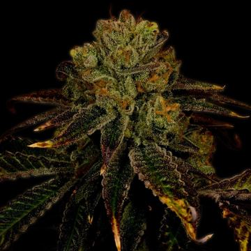 Pineapple Express Auto seed price history