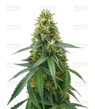 OG Kush Auto Seeds by Barney's Farm