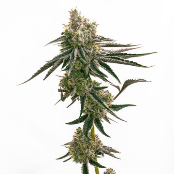 Banana Runtz seed price history