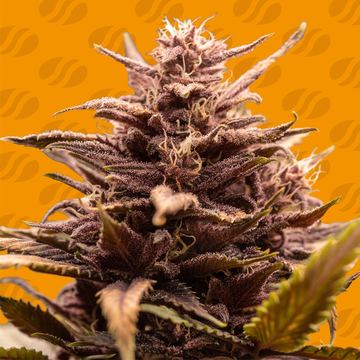 Blackwater Weed Strain seed price history