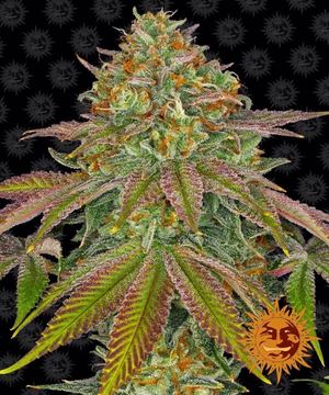 Wedding Cake Feminized by Barney's Farm