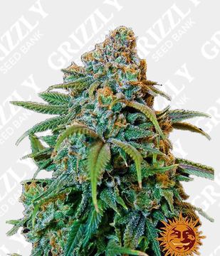Liberty Haze Feminized by Barney's Farm