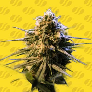 Auto Orange Gorilla XL Weed Strain seed price history