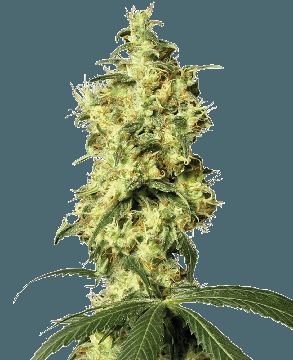 White Widow Autoflower by White Label