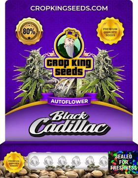 Black Cadillac Autoflowering Marijuana Seeds seed price history