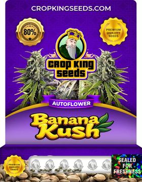 Banana Kush Autoflowering Marijuana Seeds seed price history