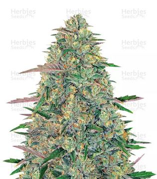 Pineapple Chunk seed price history