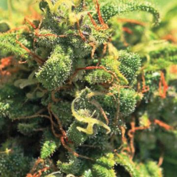 Pineapple Upside Down Cake Feminized by Humboldt Seed Company