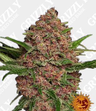 PURPLE PUNCH AUTO Feminized Seeds by Barney's Farm