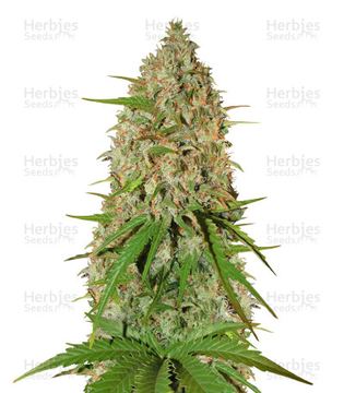 Grapefruit Auto Seeds by Fast Buds