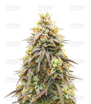 Pineapple Express Seeds (Barney's Farm) by Barney's Farm