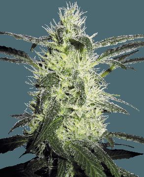 Silver Haze Feminized by Sensi Seeds