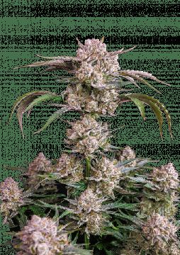 Strawberry Gorilla Auto by Fast Buds