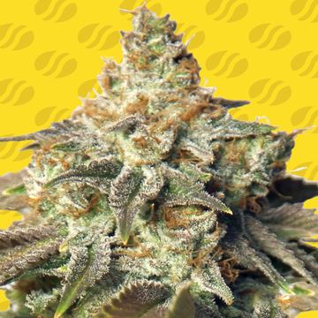 GG 4 Auto Weed Strain seed price history