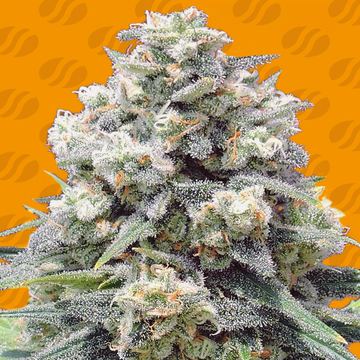 White Widow + Weed Strain seed price history